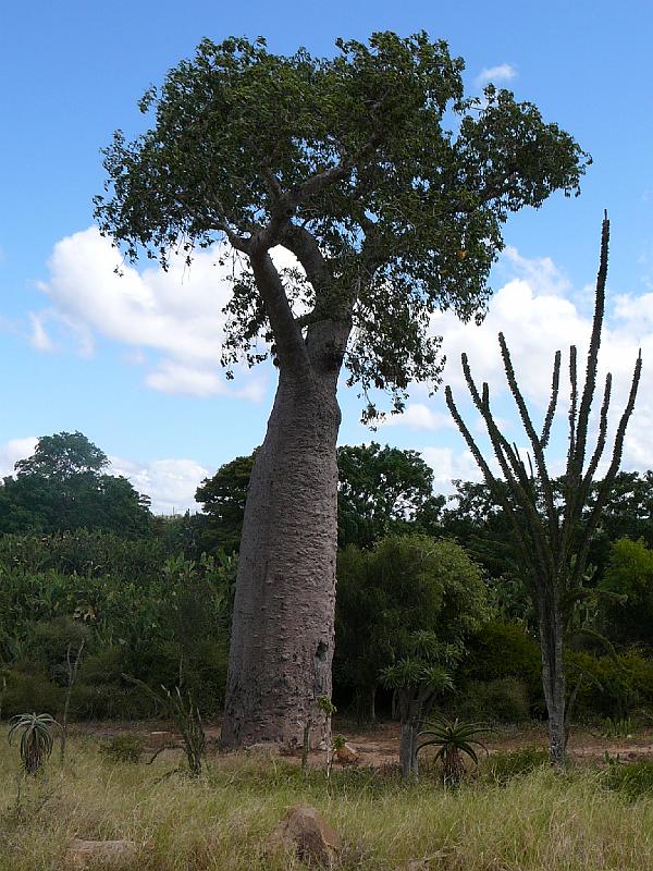 413 Baobab tree